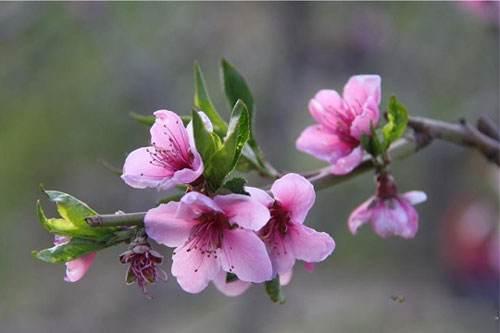 在什么月份有桃花运八字