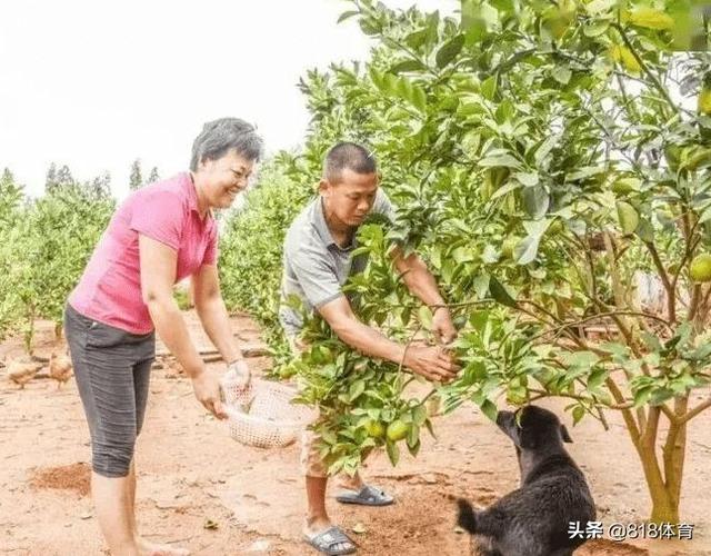 什么八字做事特别勤快