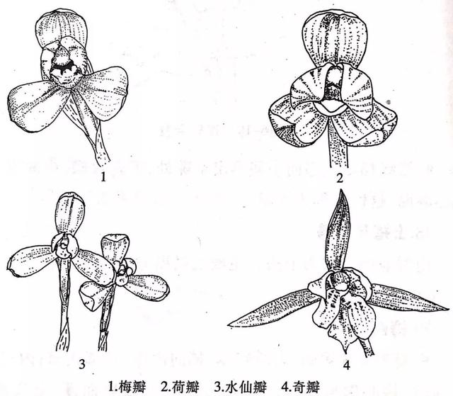 八字的兰花命