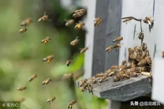 蜜蜂八字路线介绍