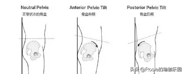 八字型屁股