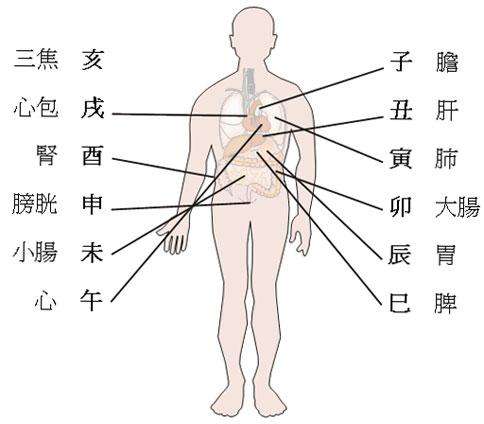 八字肝脏不好 八字肝脏不好化解