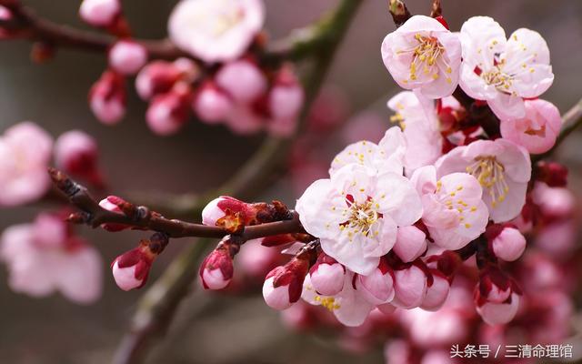 八字里的桃花位怎么查