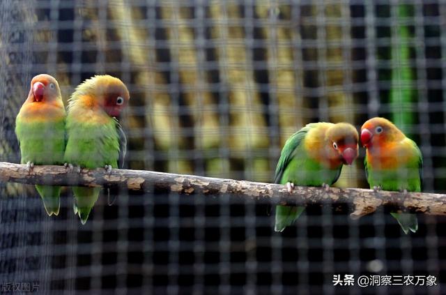 小鹦鹉八字腿晒太阳