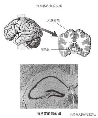 八字脑需要什么条件