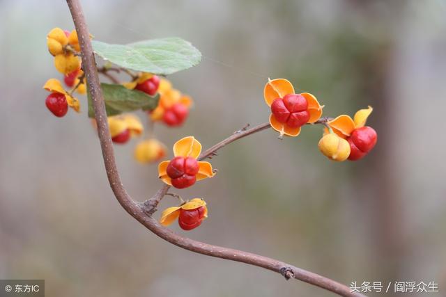 八字里桃花煞红艳煞