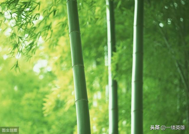 关于竹子的八字成语