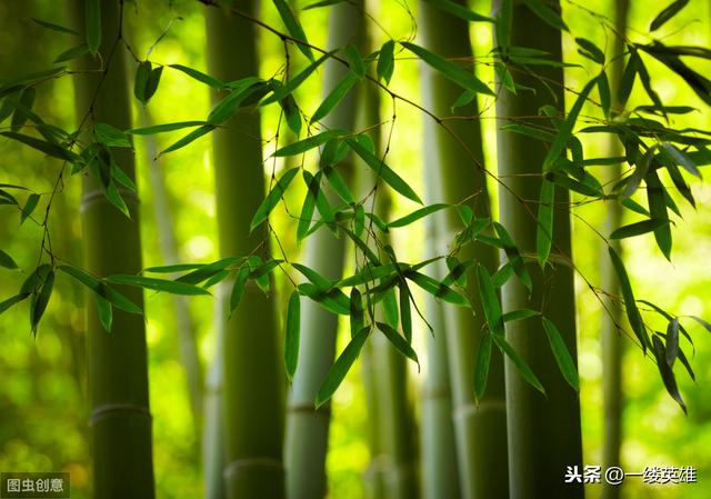 关于竹子的八字成语