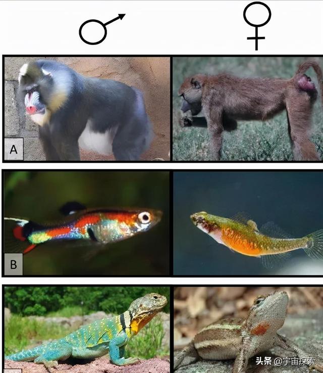 姓名八字合婚测试打分免费