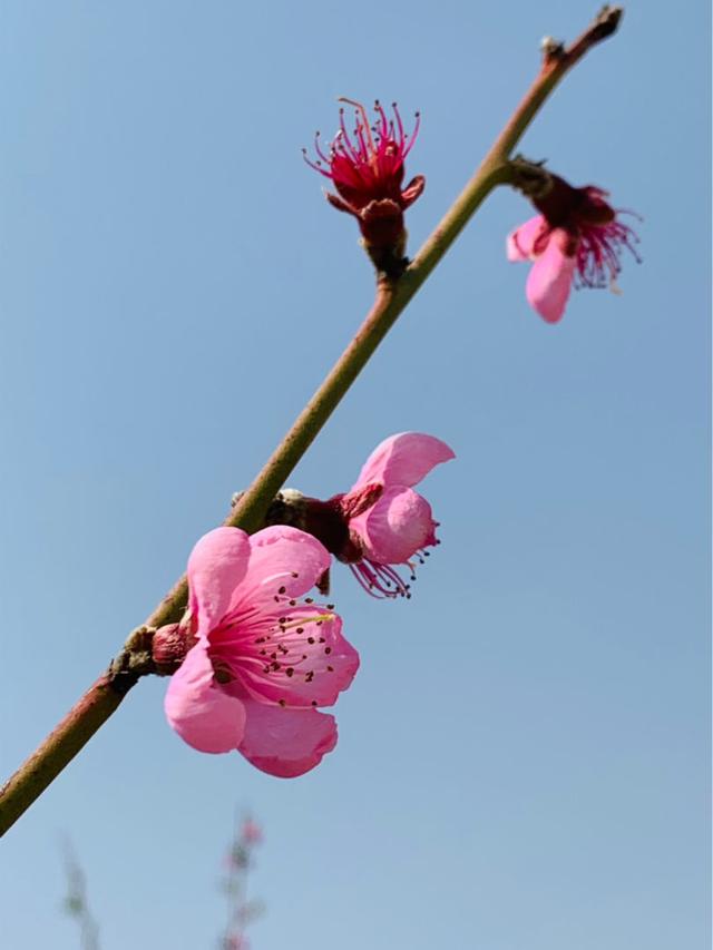 不花钱生辰八字本命佛查询