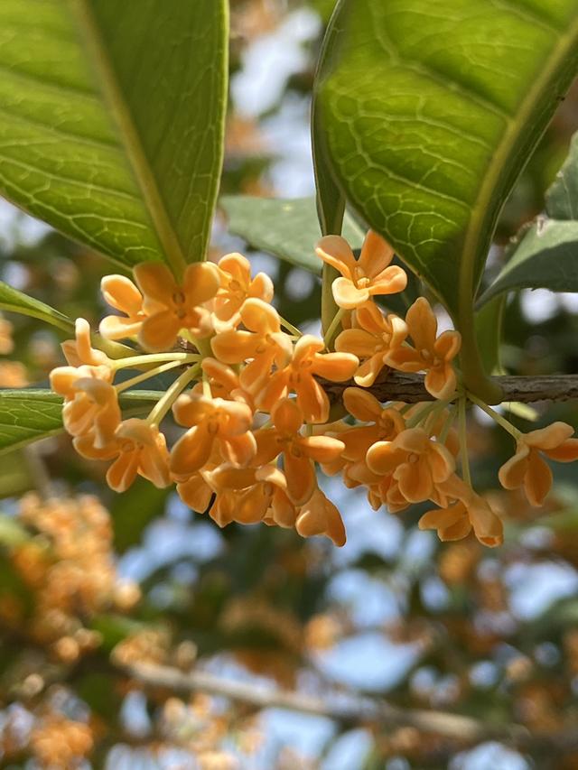 不花钱生辰八字本命佛查询