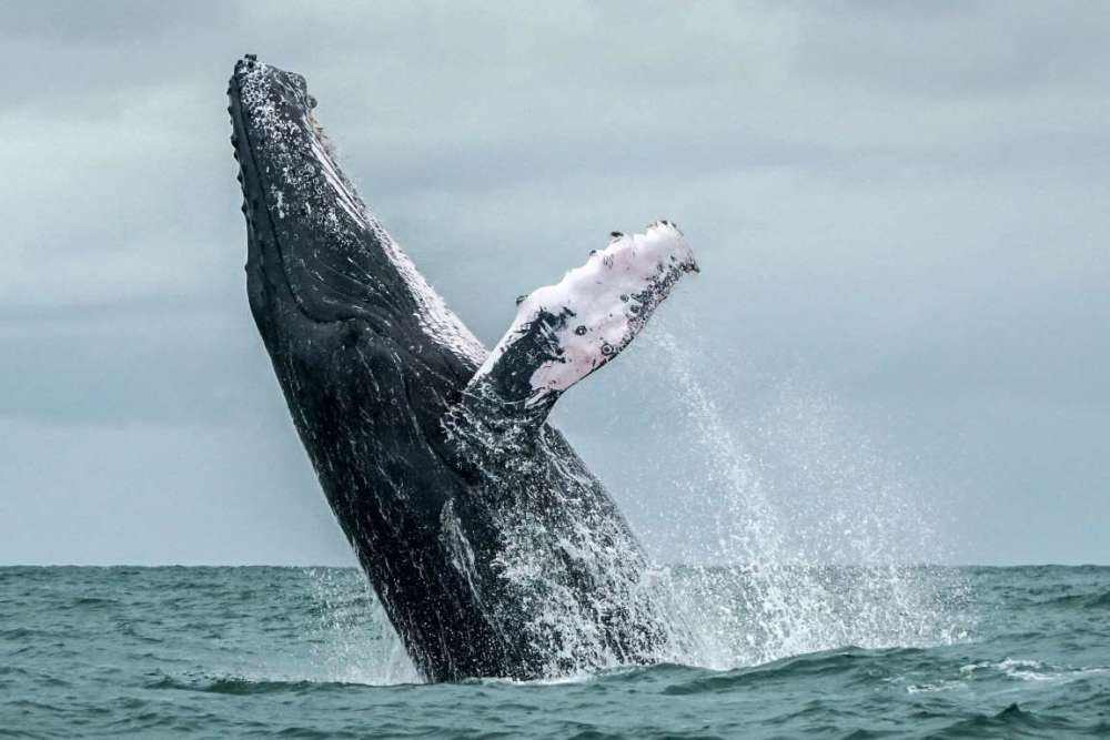 关于鲸鱼的八字口号，关于鲸鱼的英语作文