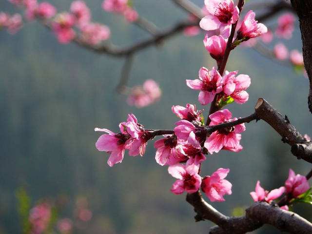 男朋友八字里有桃花煞，男桃花命代表什么