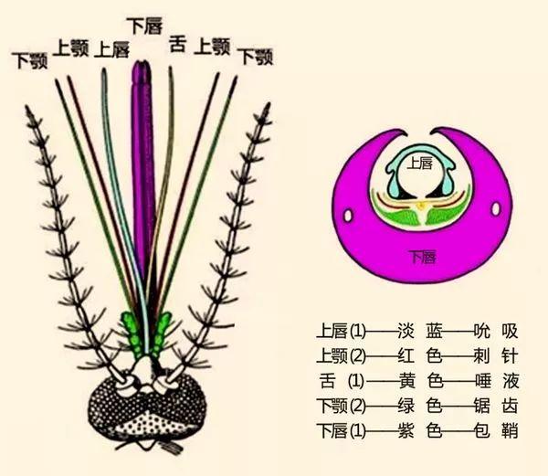 男女八字合婚并寄生