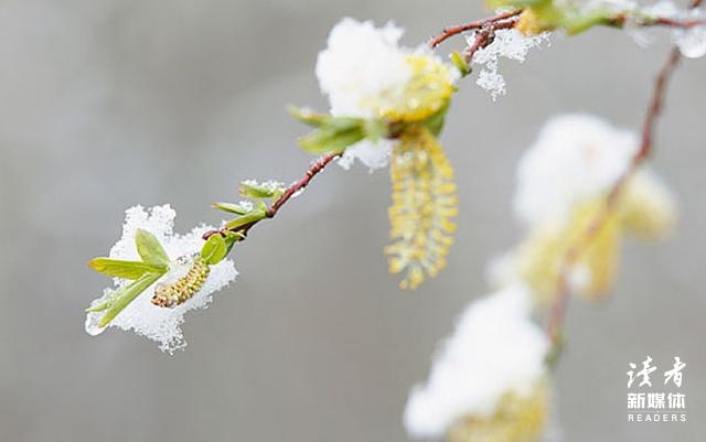 新年八字祝福短语