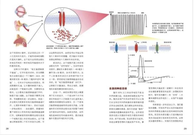 男女八字合婚讲座