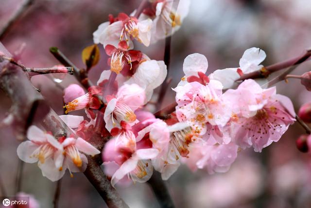 命里带桃花八字