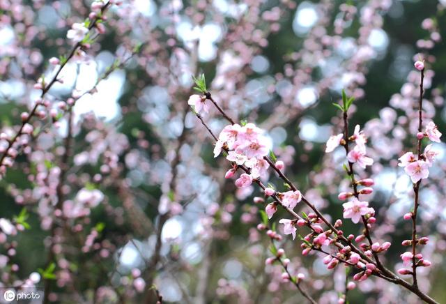 命里带桃花八字