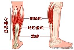 小鸟八字腿需要绑多久视频