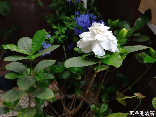 生辰八字查花树