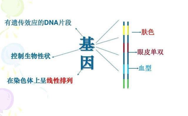 八字查另一半的身材容貌