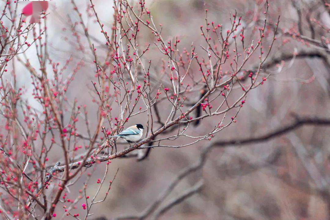 梅花怎么结合八字