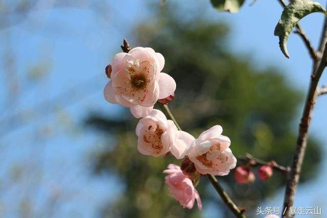 八字看你命带桃花还是命犯桃花劫的简单介绍