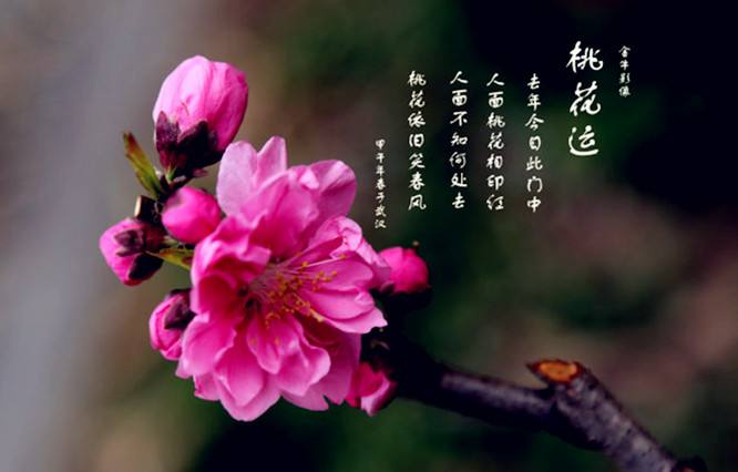 八字里有一个桃花运