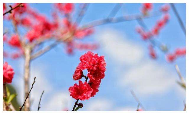 八字犯桃花就一定出轨吗的简单介绍